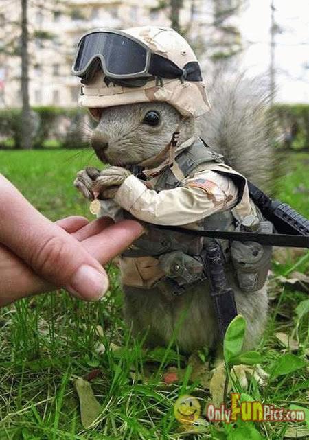 GI.jpg