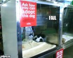fail-owned-dog-adoption-fail.jpg