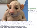 Schweinegrippe.jpg