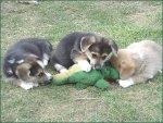 KrokodilHunde.jpg