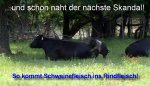 schwinefleich_rindfleisch_skandal.jpeg