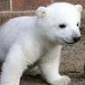 knut