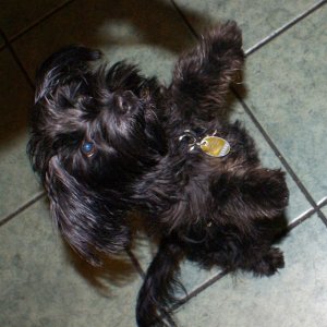 Flocke als kleiner ´Tanzhund´   ;-)